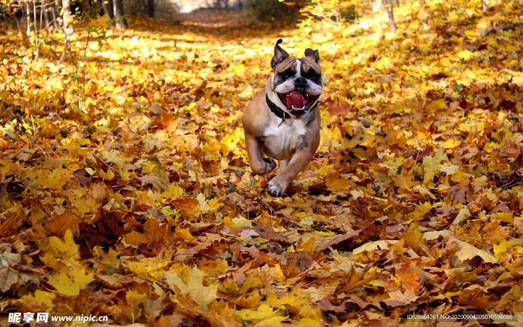 动物 宠物 狗 猫 生物世界