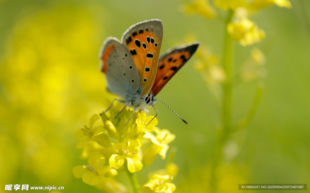 动物 宠物 狗 猫 生物世界
