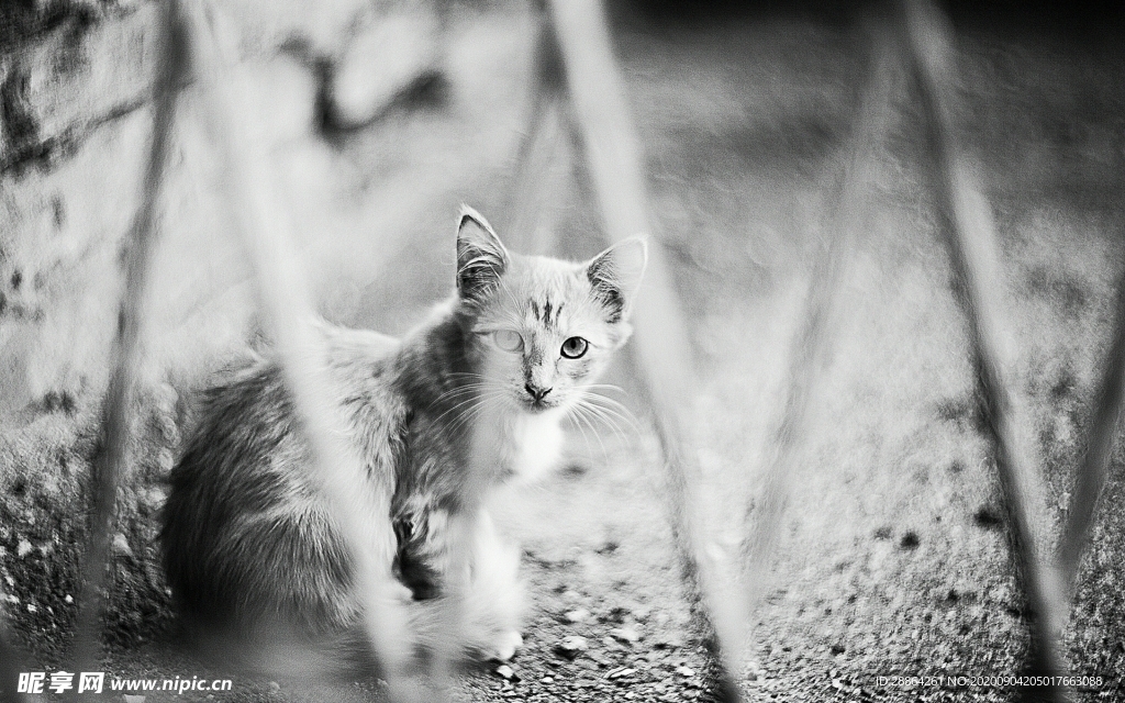 动物 宠物 狗 猫 生物世界