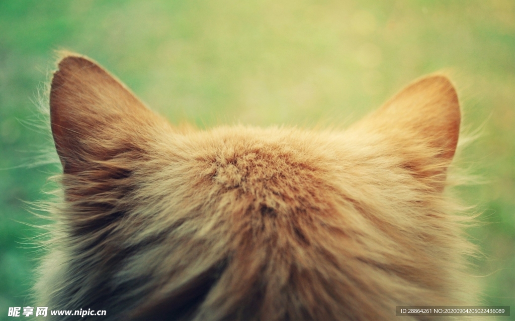 动物 宠物 狗 猫 生物世界
