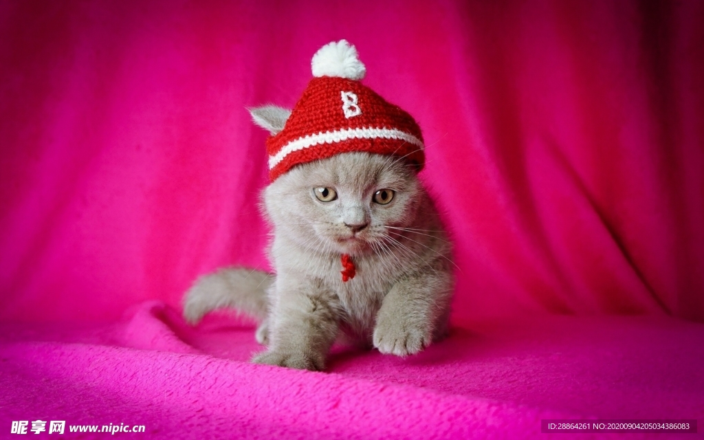 动物 宠物 狗 猫 生物世界