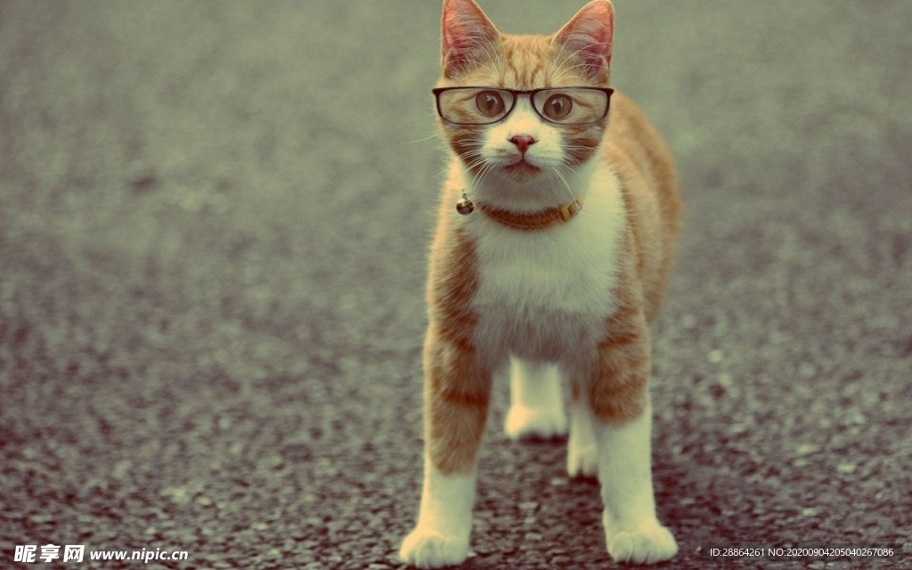 动物 宠物 狗 猫 生物世界