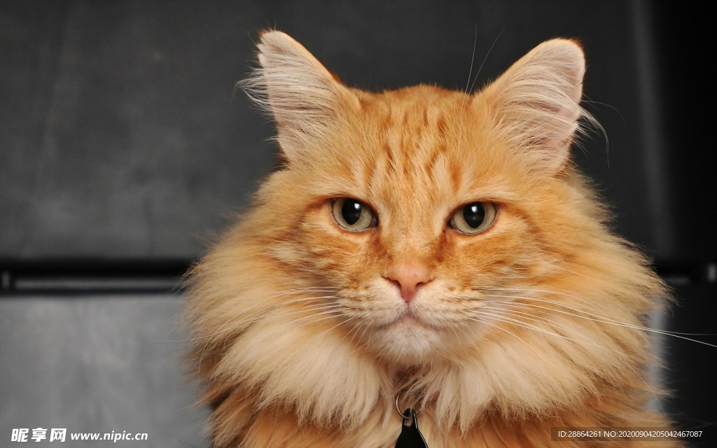 动物 宠物 狗 猫 生物世界