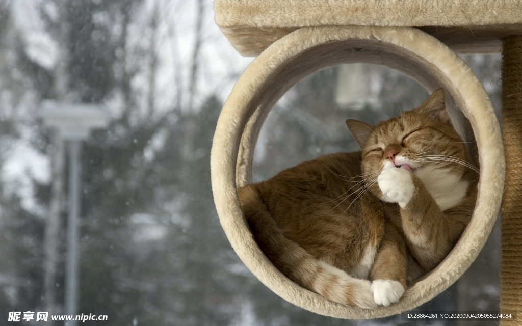 动物 宠物 狗 猫 生物世界