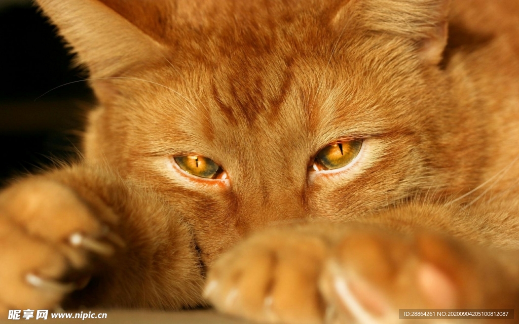 动物 宠物 狗 猫 生物世界