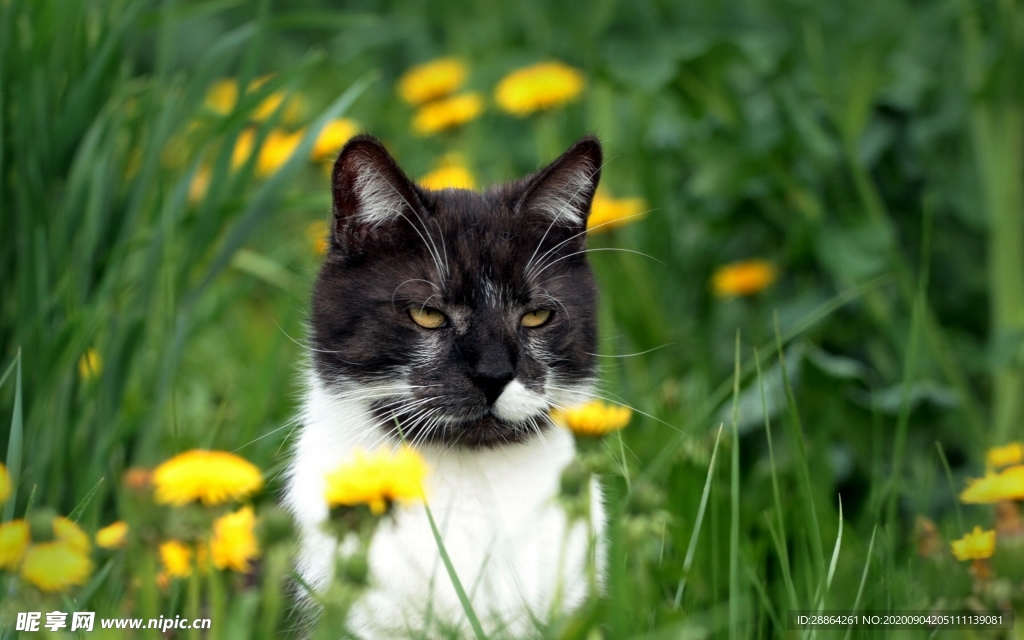 动物 宠物 狗 猫 生物世界