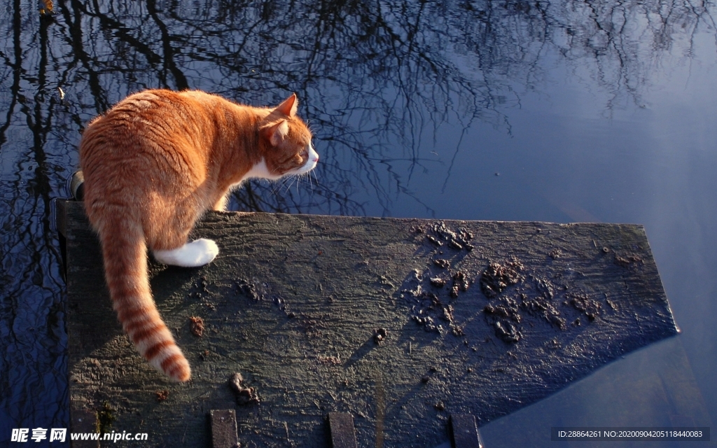 动物 宠物 狗 猫 生物世界
