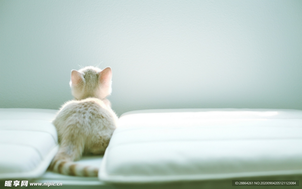 动物 宠物 狗 猫 生物世界