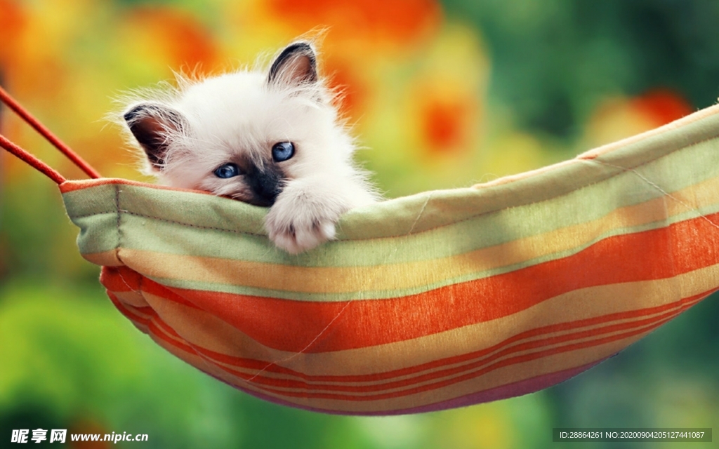 动物 宠物 狗 猫 生物世界