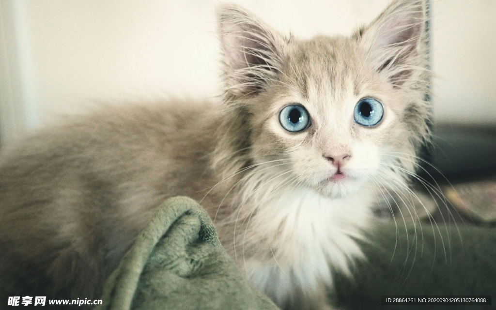 动物 宠物 狗 猫 生物世界