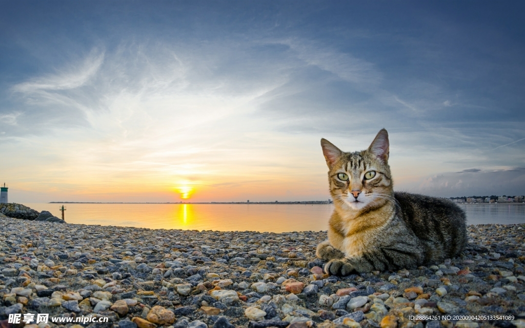 动物 宠物 狗 猫 生物世界
