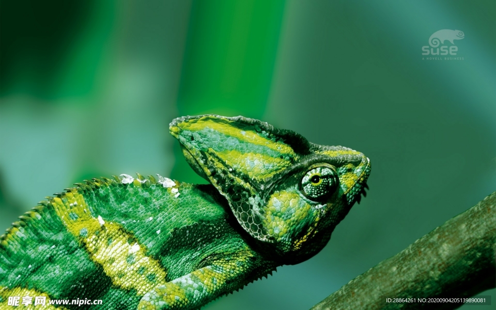 动物 宠物 狗 猫 生物世界