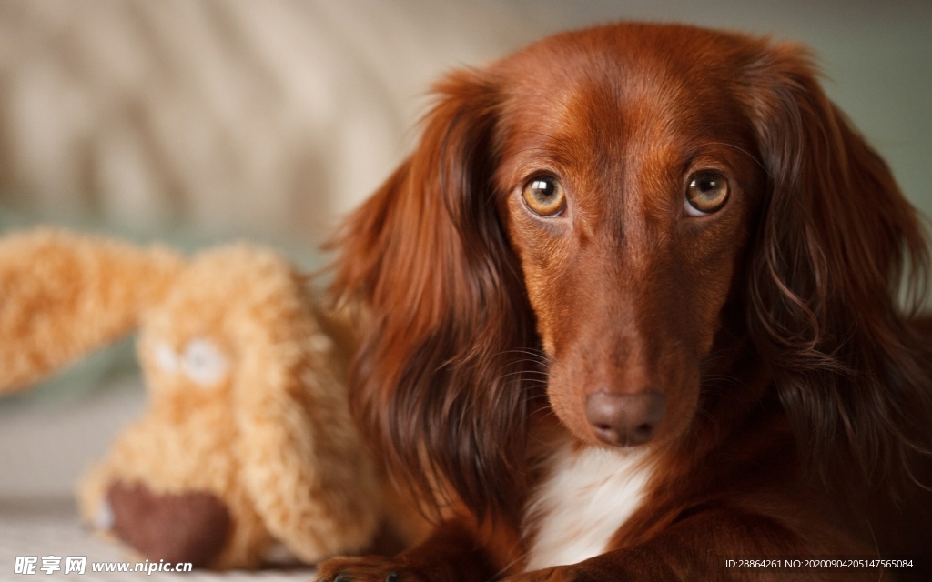 动物 宠物 狗 猫 生物世界