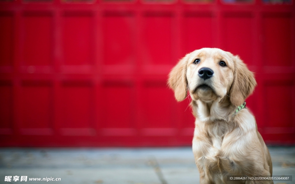 动物 宠物 狗 猫 生物世界