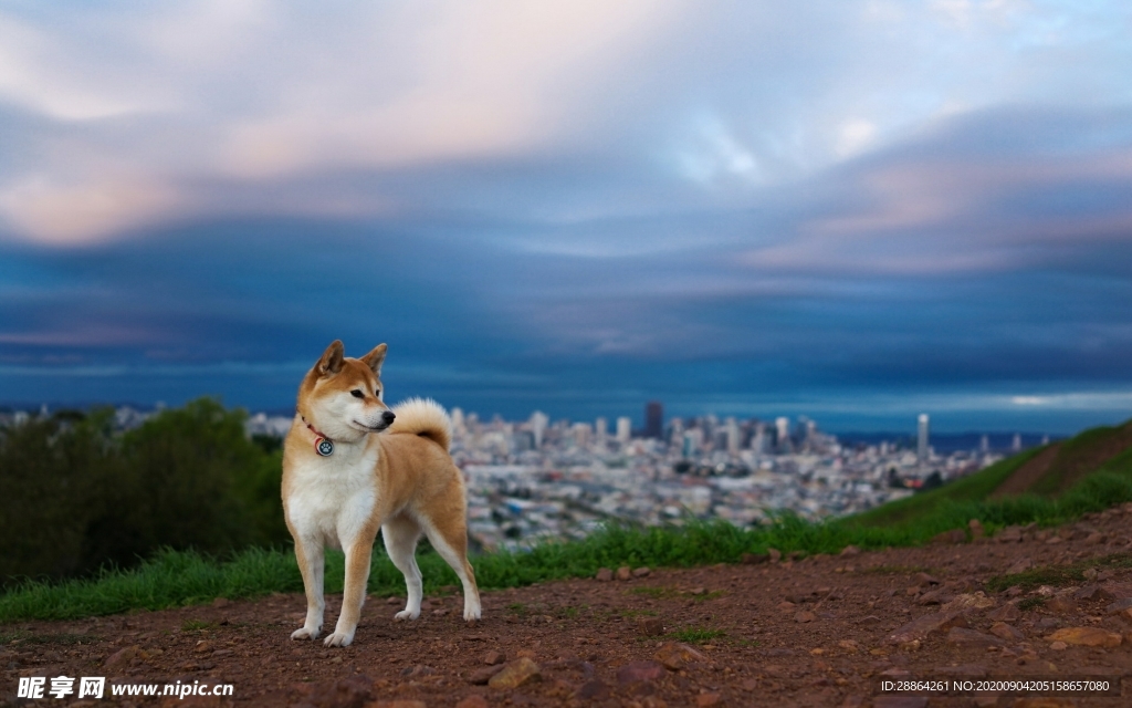 动物 宠物 狗 猫 生物世界