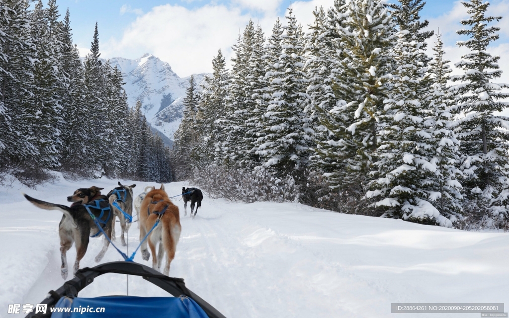 动物 宠物 狗 猫 生物世界