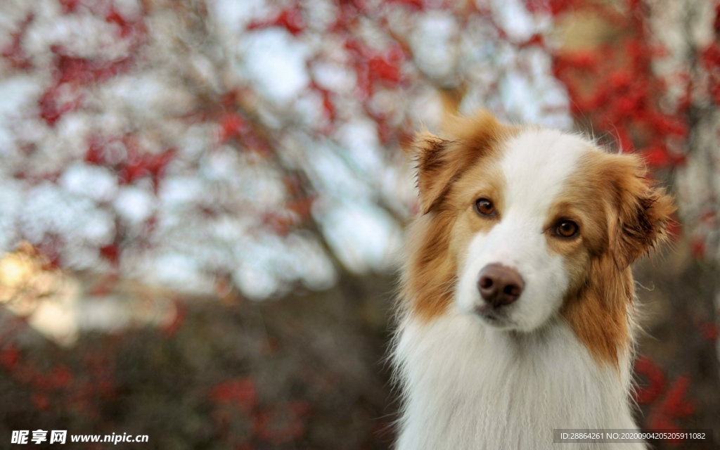 动物 宠物 狗 猫 生物世界