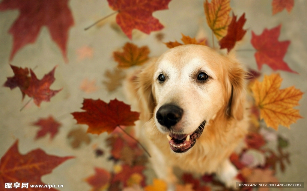动物 宠物 狗 猫 生物世界