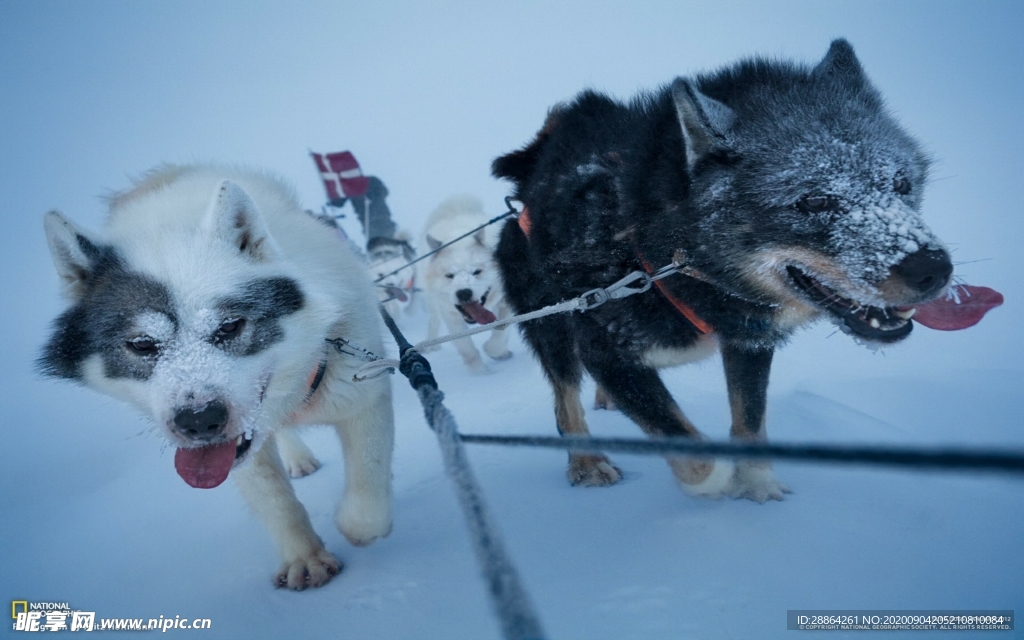 动物 宠物 狗 猫 生物世界