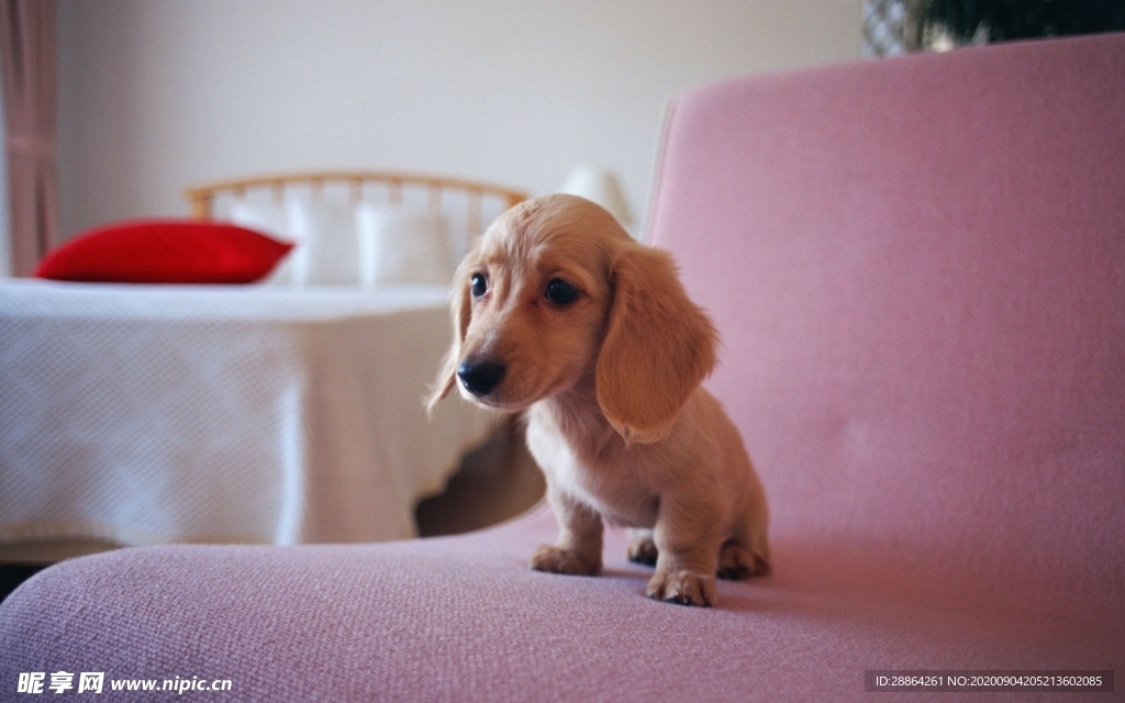 动物 宠物 狗 猫 生物世界
