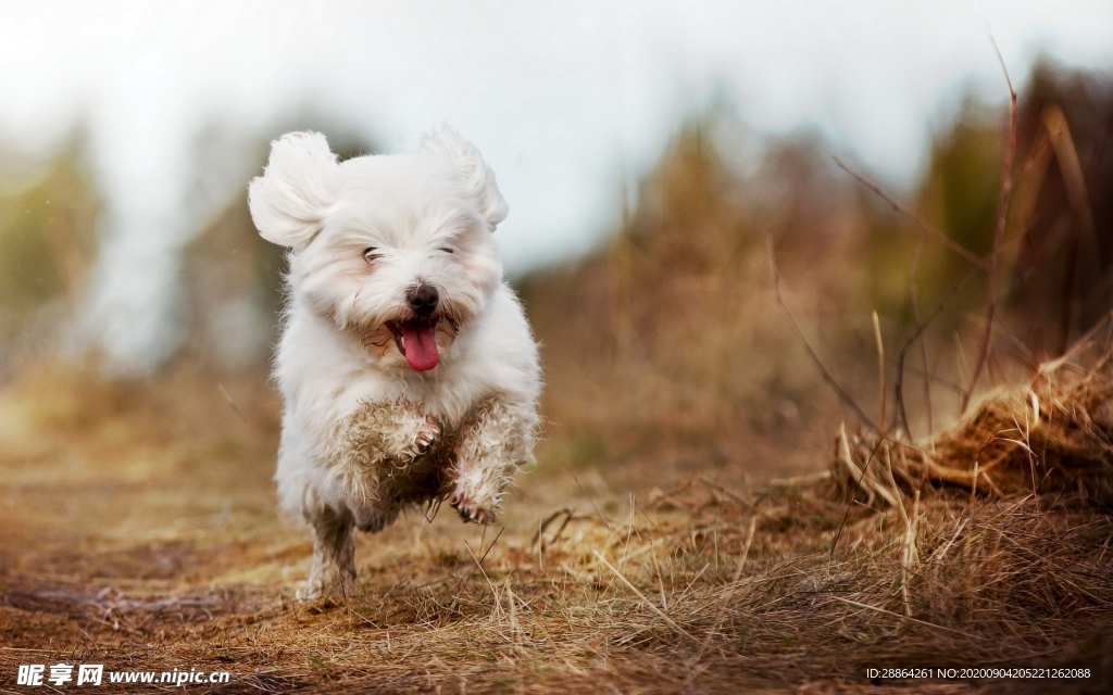 动物 宠物 狗 猫 生物世界