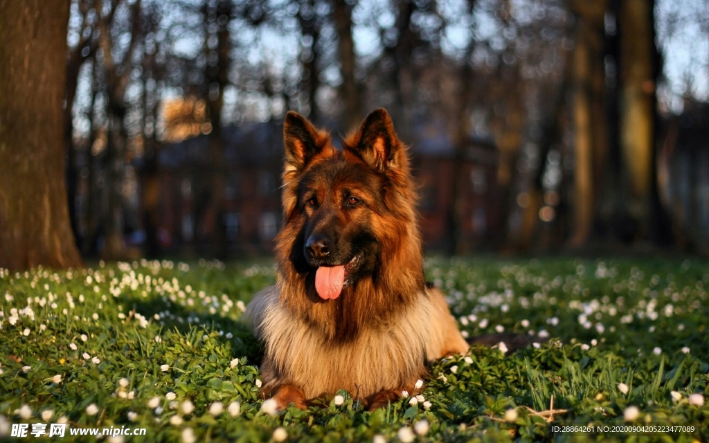 动物 宠物 狗 猫 生物世界