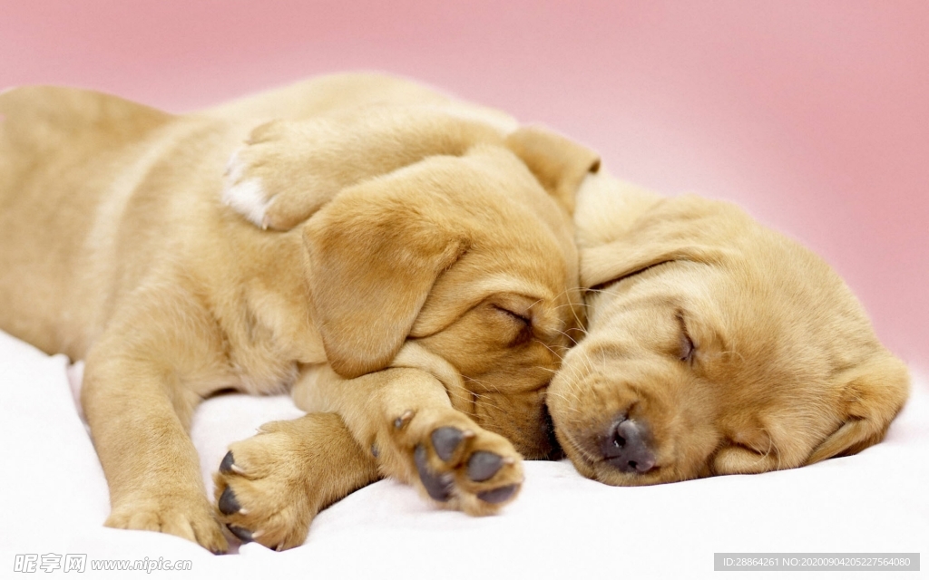 动物 宠物 狗 猫 生物世界