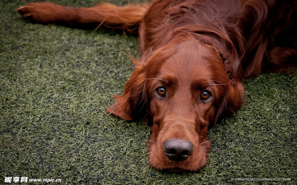 动物 宠物 狗 猫 生物世界