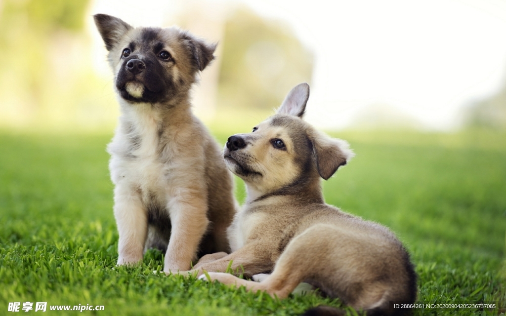 动物 宠物 狗 猫 生物世界