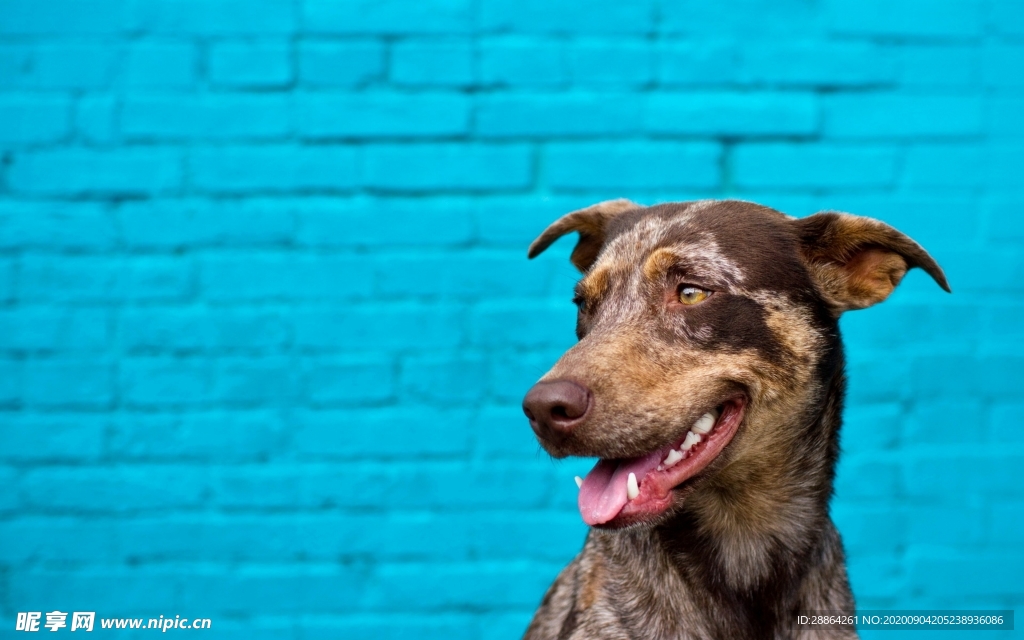 动物 宠物 狗 猫 生物世界