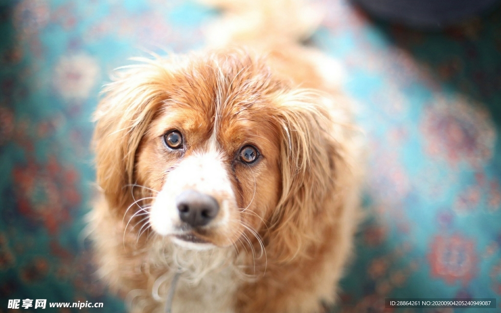 动物 宠物 狗 猫 生物世界