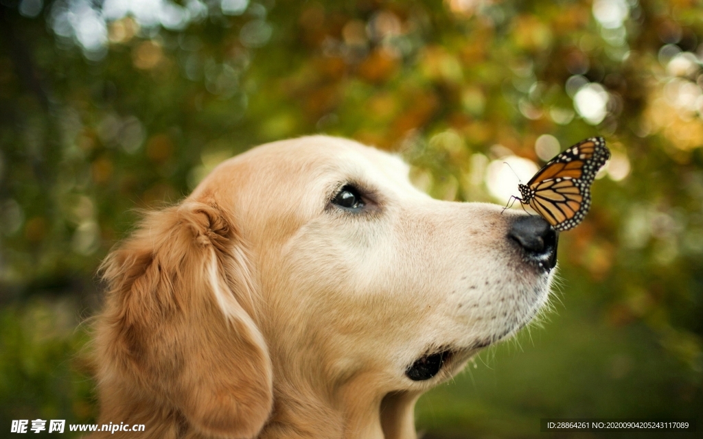 动物 宠物 狗 猫 生物世界