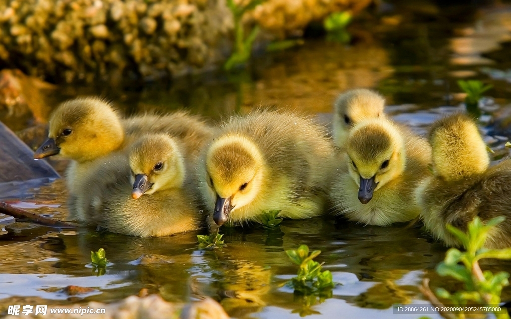 动物 宠物 狗 猫 生物世界