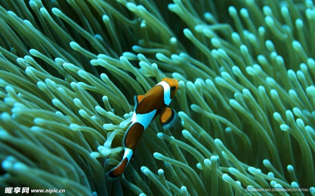 动物 宠物 狗 猫 生物世界