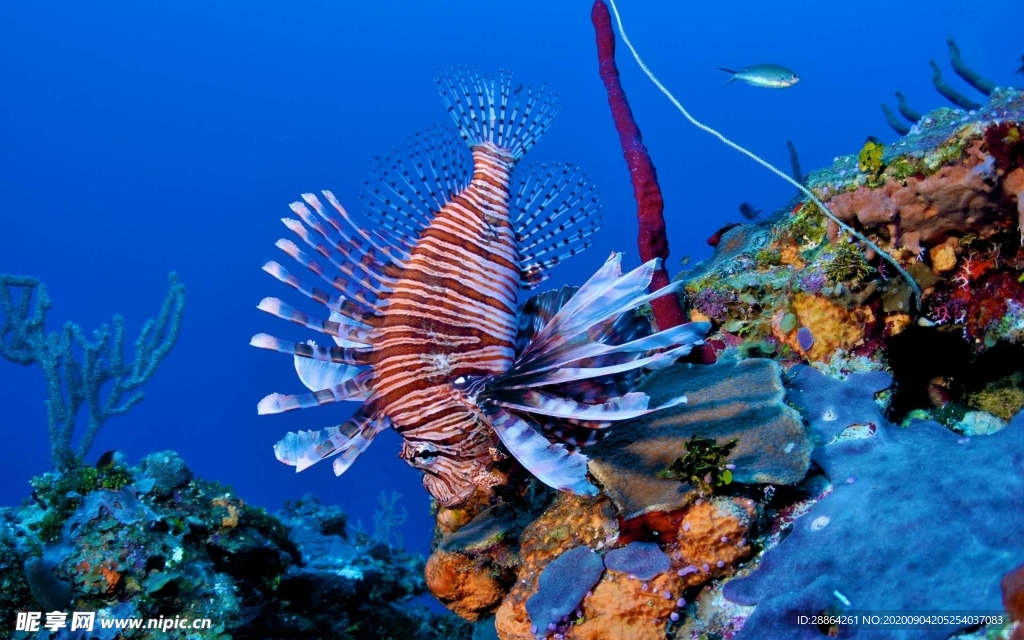 动物 宠物 狗 猫 生物世界