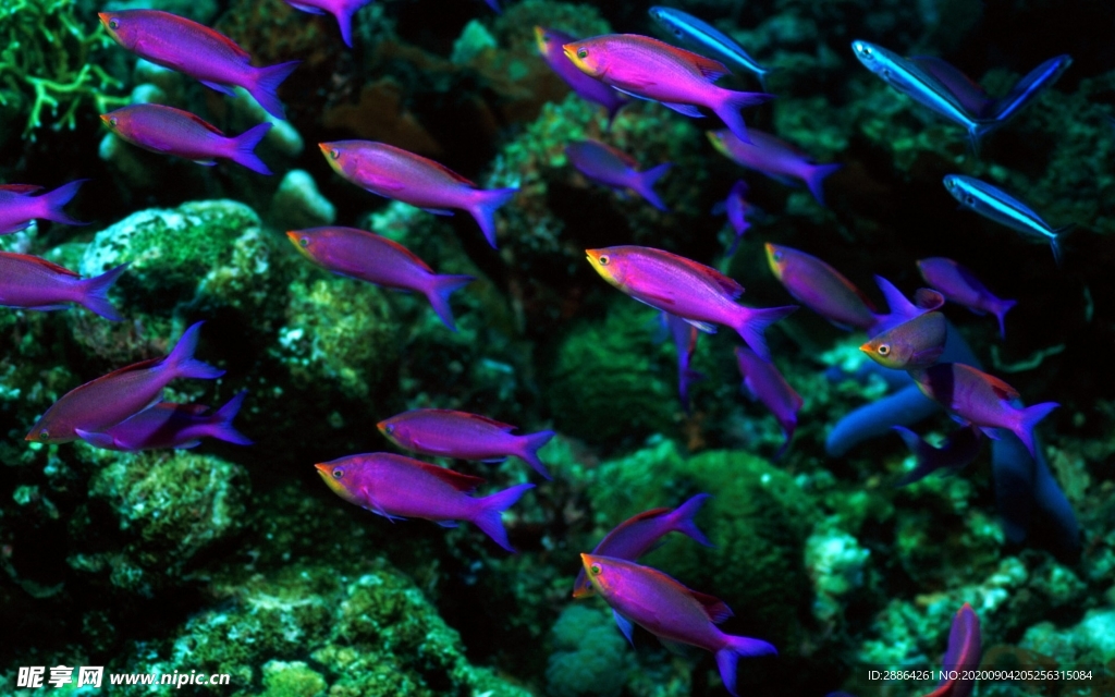 动物 宠物 狗 猫 生物世界