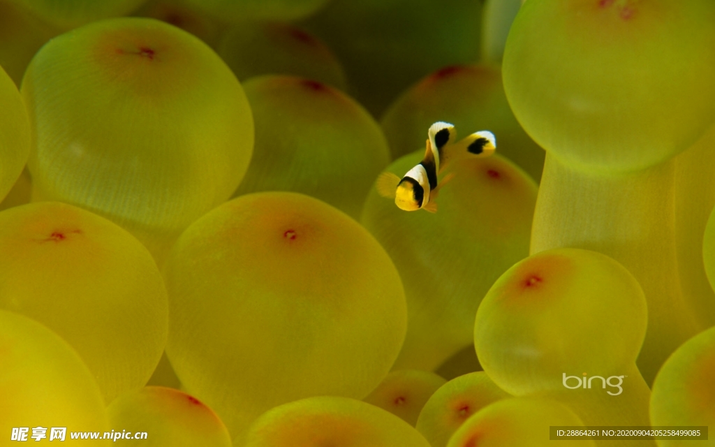 动物 宠物 狗 猫 生物世界
