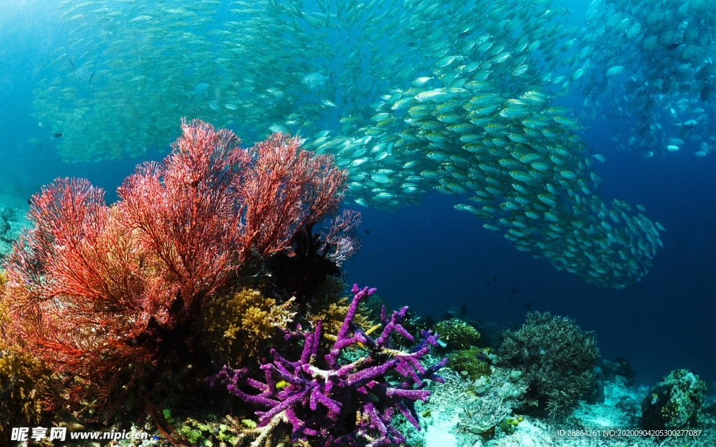 动物 宠物 狗 猫 生物世界
