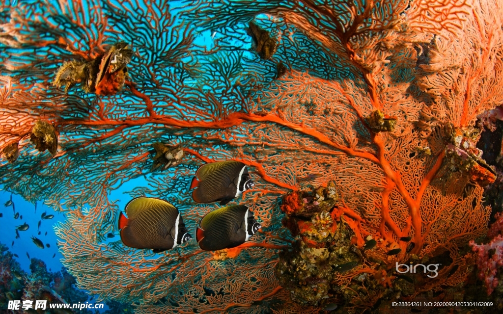 动物 宠物 狗 猫 生物世界