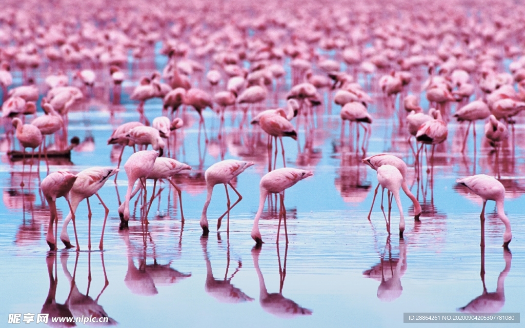 动物 宠物 狗 猫 生物世界