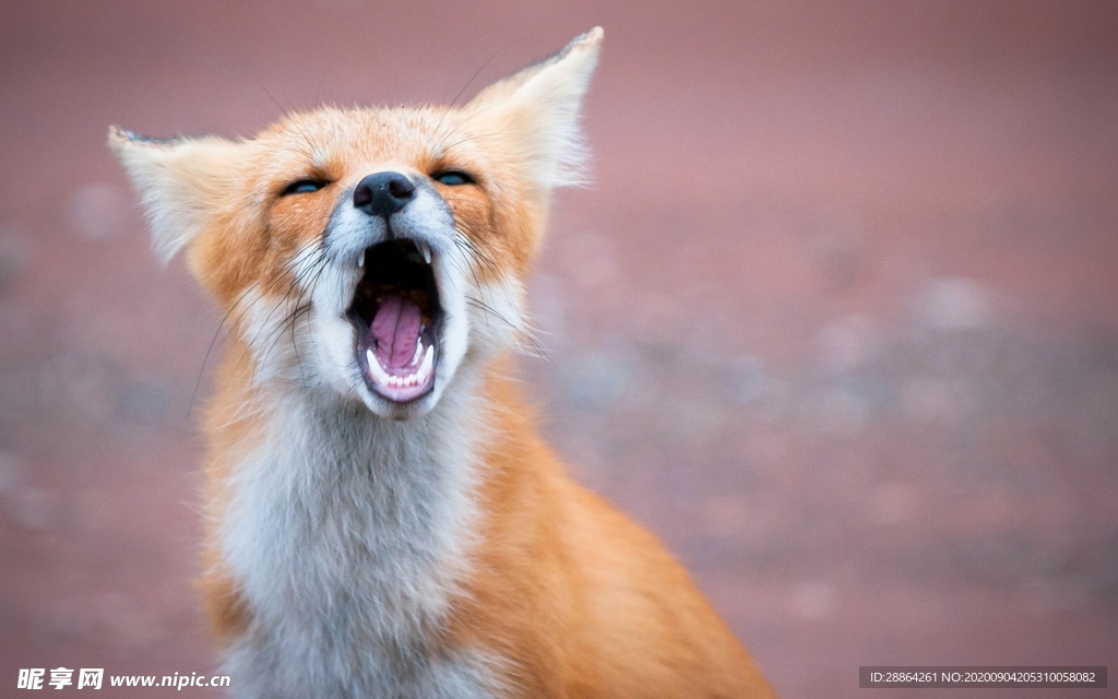 动物 宠物 狗 猫 生物世界