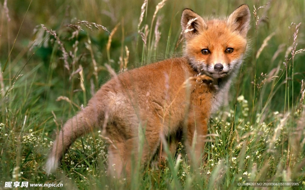 动物 宠物 狗 猫 生物世界