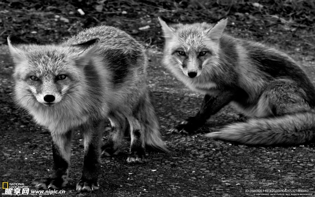 动物 宠物 狗 猫 生物世界