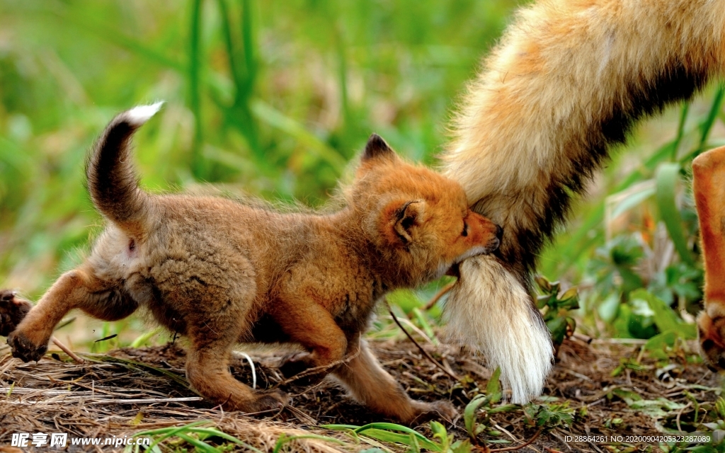 动物 宠物 狗 猫 生物世界