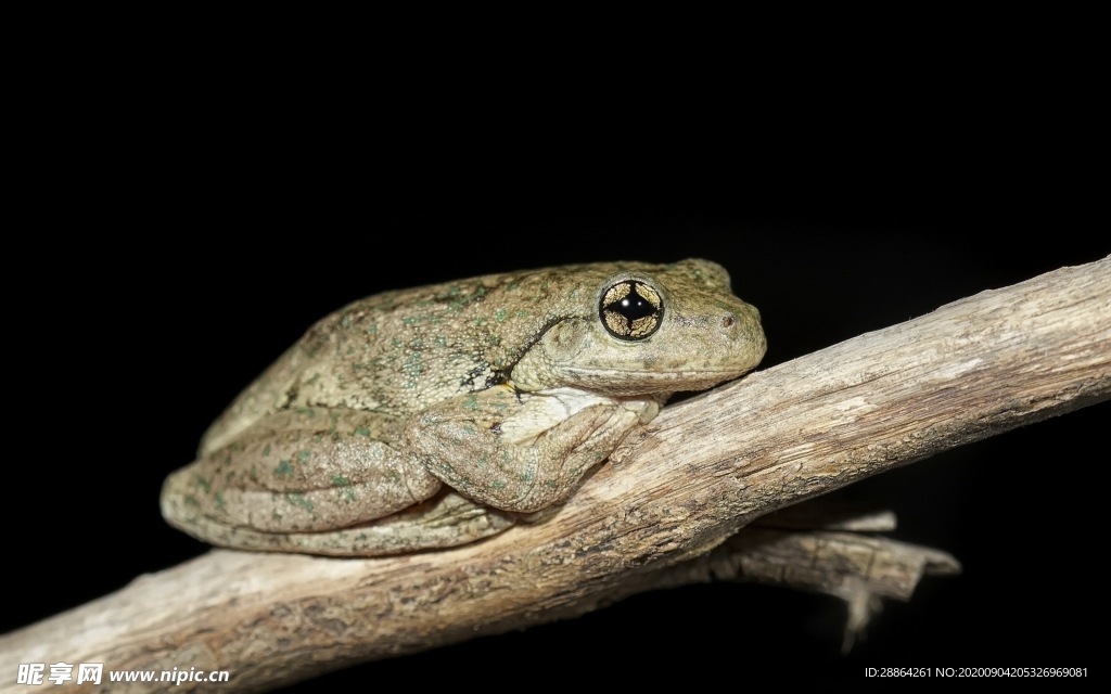 动物 宠物 狗 猫 生物世界