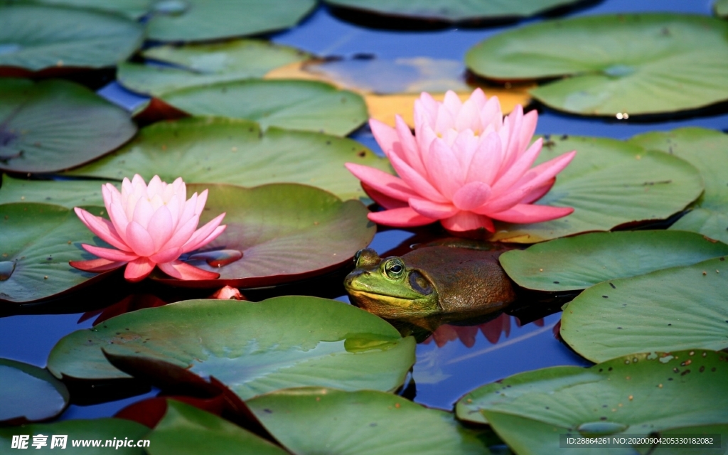 动物 宠物 狗 猫 生物世界
