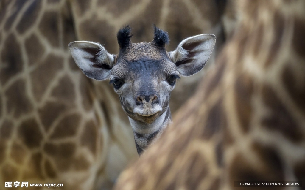 动物 宠物 狗 猫 生物世界