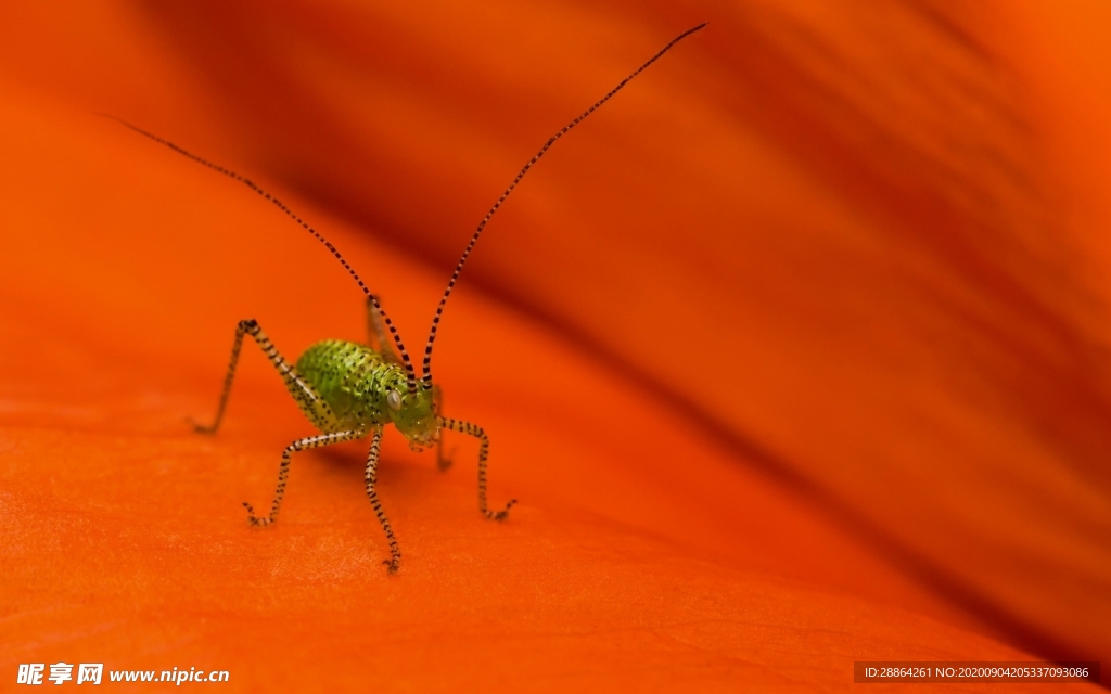 动物 宠物 狗 猫 生物世界