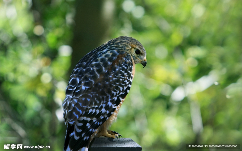 动物 宠物 狗 猫 生物世界