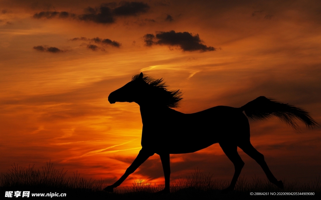 动物 宠物 狗 猫 生物世界